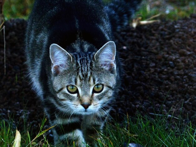 Ritratto di un gatto da vicino