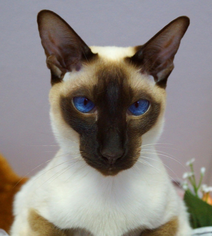 Foto ritratto di un gatto da vicino