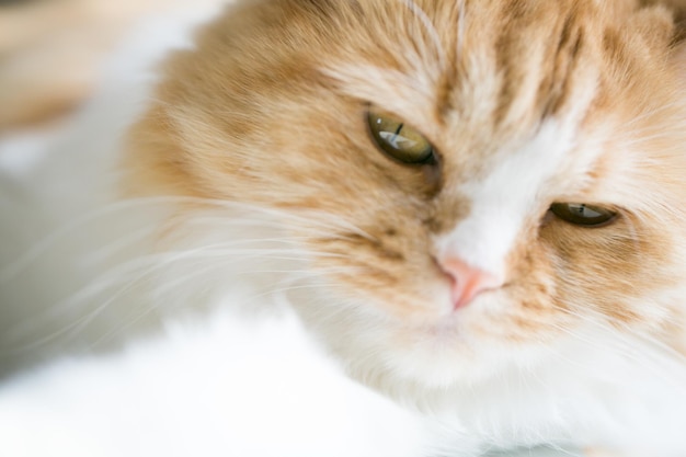 Ritratto di un gatto da vicino