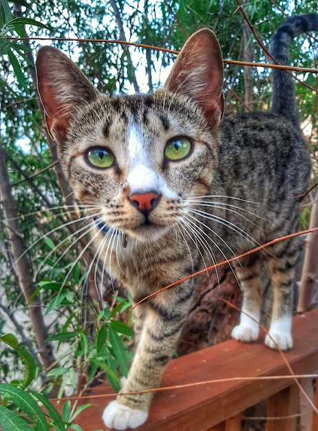 Ritratto di un gatto da vicino