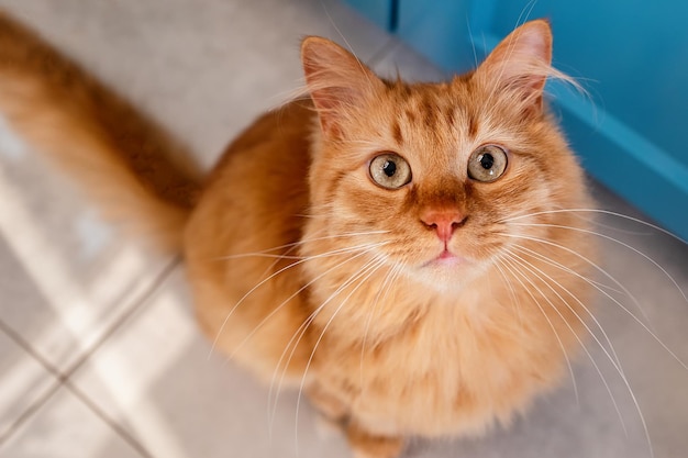 Ritratto di un gatto dall'alto su sfondo blu