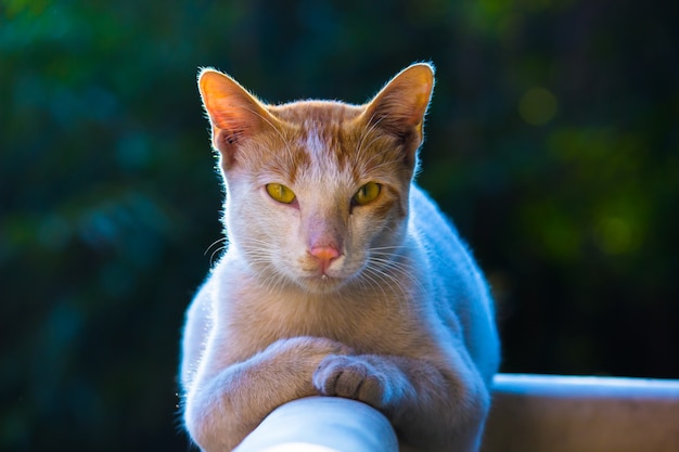 Ritratto di un gatto dall'aspetto carino con occhi gialli e baffi belli di razza pura e soffice