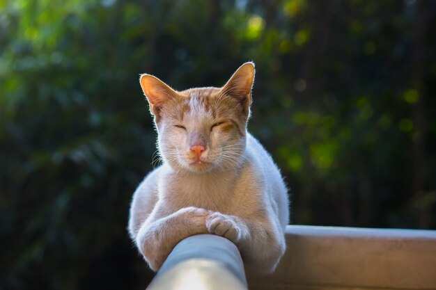 Ritratto di un gatto dall'aspetto carino con occhi gialli e baffi belli di razza pura e soffice