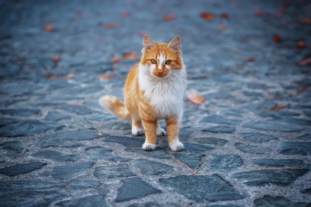 Ritratto di un gatto di strada arancione rosso con macchie bianche in piedi e guardando nella vecchia città europea, sfondo naturale animale
