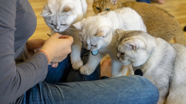 Ritratto di un gatto diritto scozzese, primo piano