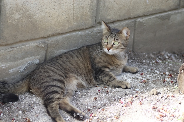 ritratto di un gatto domestico a strisce in posa in una giornata di sole all'aperto