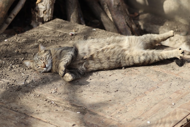 ritratto di un gatto domestico a strisce in posa in una giornata di sole all'aperto