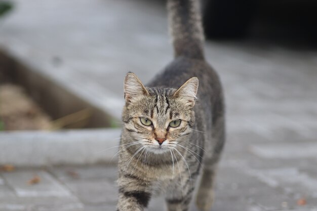 ritratto di un gatto domestico a strisce in posa in una giornata di sole all'aperto