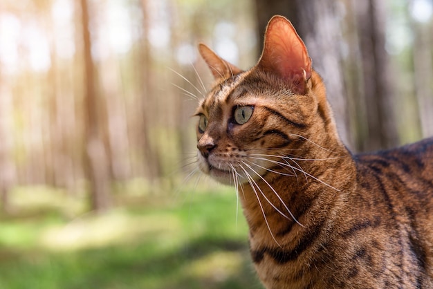 Ritratto di un gatto domestico del Bengala per una passeggiata nella foresta.