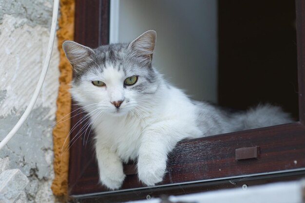 ritratto di un gatto domestico grigio e peloso