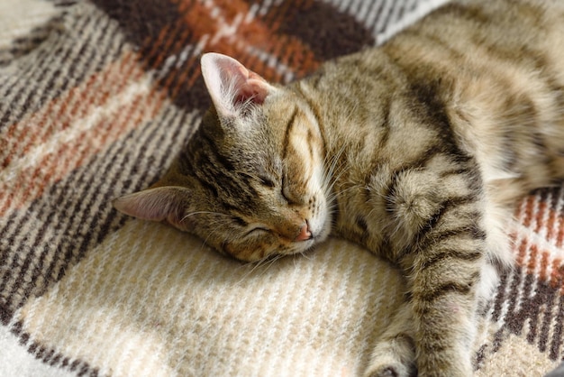 Ritratto di un gatto gattino bengalaClose up Gatto all'interno della casa