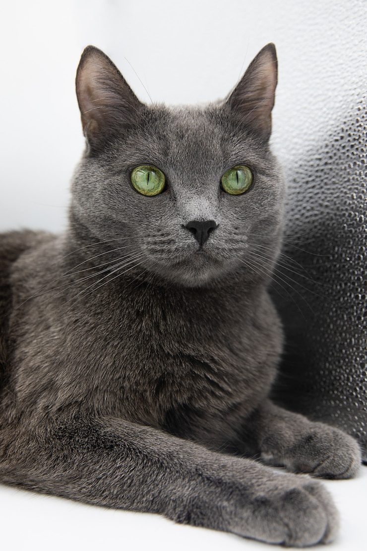 Foto ritratto di un gatto grigio birichino