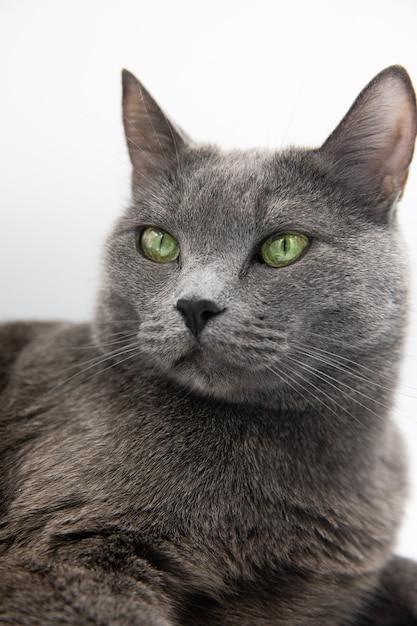ritratto di un gatto grigio birichino