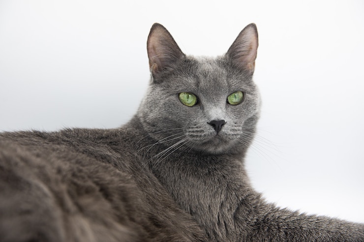 Foto ritratto di un gatto grigio birichino