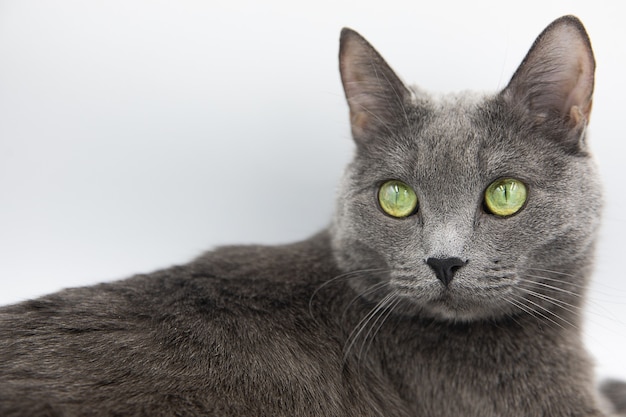 ritratto di un gatto grigio birichino