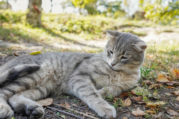 Ritratto di un gatto grigio, che pigramente giace nell'erba.