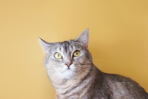 Ritratto di un gatto grigio con il primo piano degli occhi verdi su sfondo giallo. Animale domestico curioso divertente sveglio.