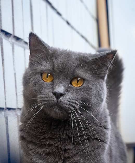 Ritratto di un gatto grigio da vicino.