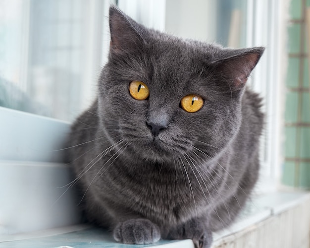 Ritratto di un gatto grigio da vicino.