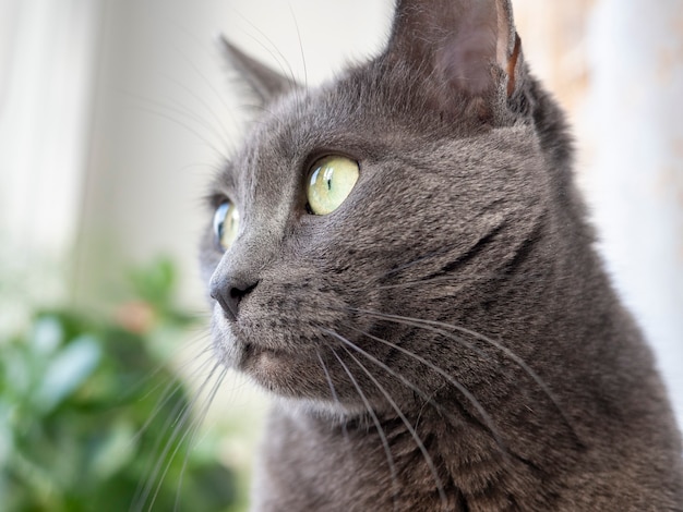 Ritratto di un gatto grigio della razza blu russa che guarda al lato. Sfondo sfocato