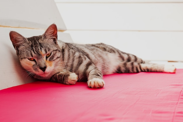 Ritratto di un gatto grigio e nero sdraiato su una panchina bianca e rosa