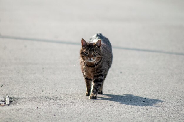 Ritratto di un gatto grigio. gatto che corre per strada