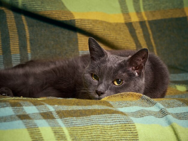 Ritratto di un gatto grigio rilassato