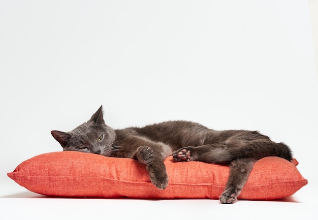 Ritratto di un gatto grigio rilassato