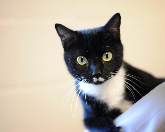 Ritratto di un gatto in allerta