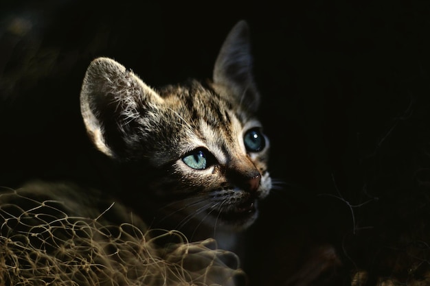 Ritratto di un gatto in primo piano