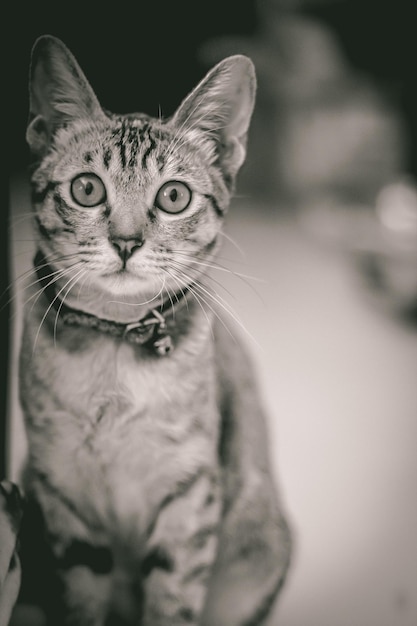 Ritratto di un gatto in primo piano