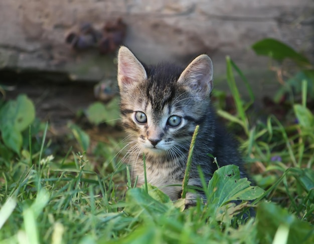 Ritratto di un gatto in primo piano