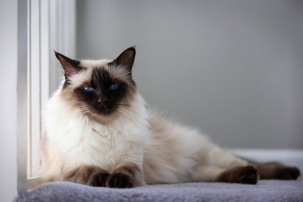 Ritratto di un gatto in primo piano
