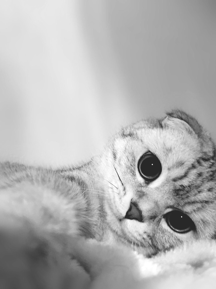Foto ritratto di un gatto in primo piano