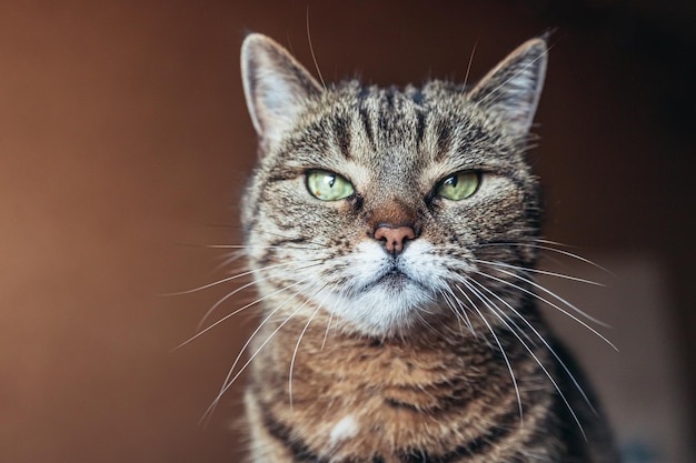 Ritratto di un gatto in primo piano