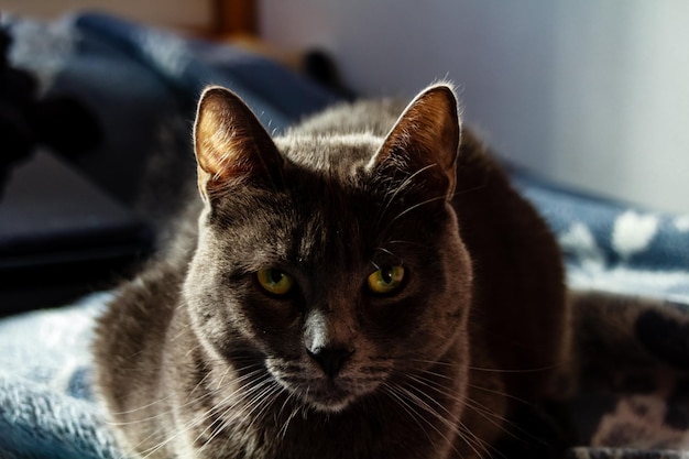 Ritratto di un gatto in primo piano