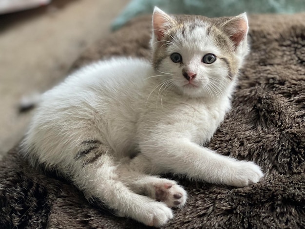Ritratto di un gatto in primo piano
