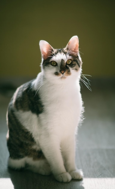 Ritratto di un gatto in primo piano