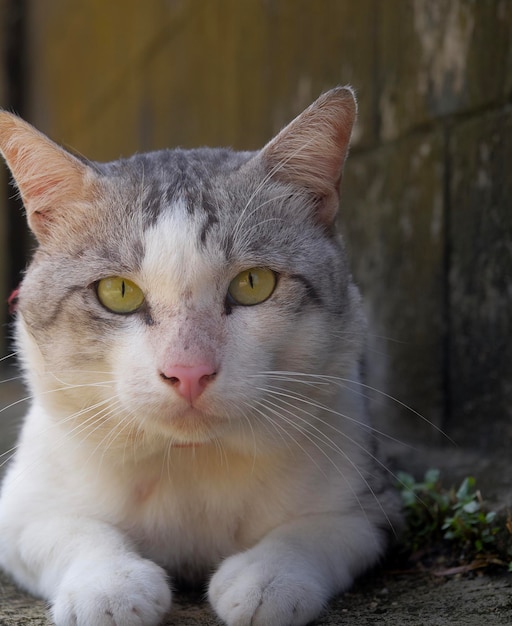 Ritratto di un gatto in primo piano