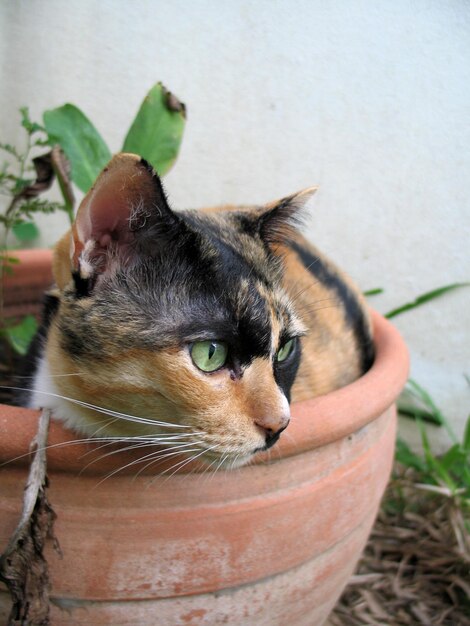 Ritratto di un gatto in primo piano