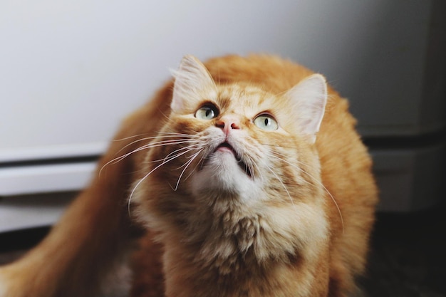 Ritratto di un gatto in primo piano