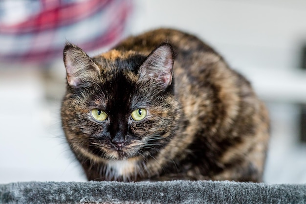 Ritratto di un gatto in primo piano