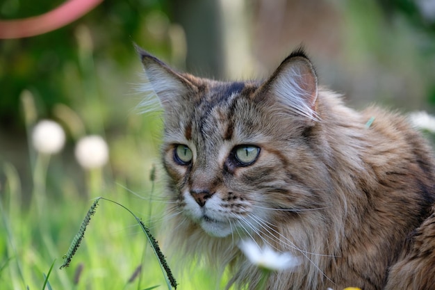 Ritratto di un gatto in primo piano