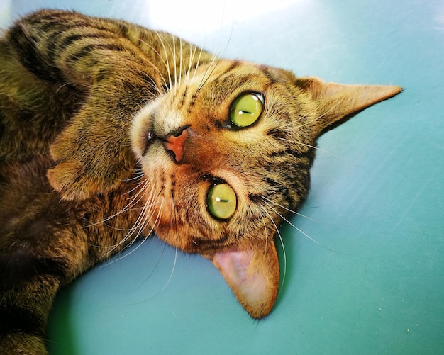 Ritratto di un gatto in primo piano