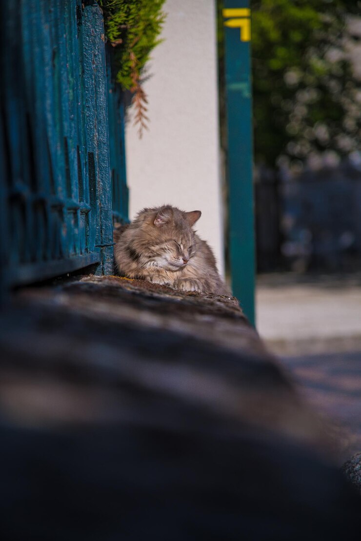 Foto ritratto di un gatto in riposo