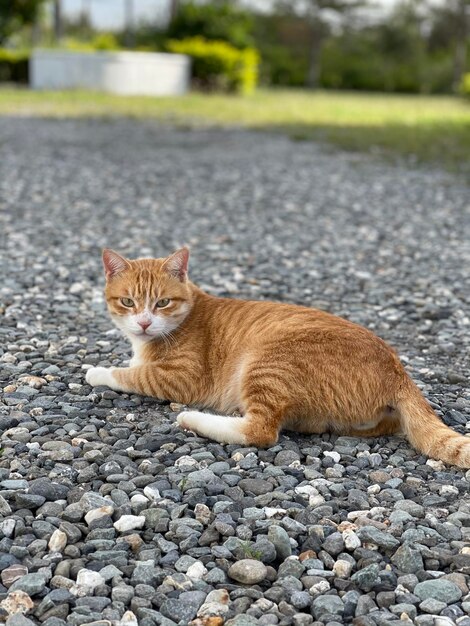 Ritratto di un gatto in strada