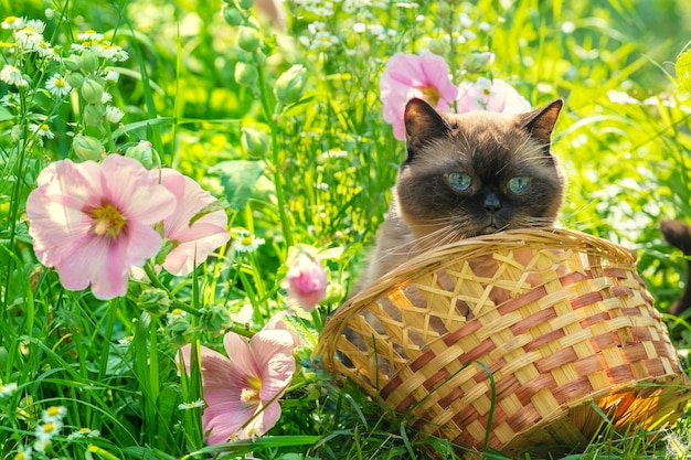 Ritratto di un gatto in un giardino con fiori di malva