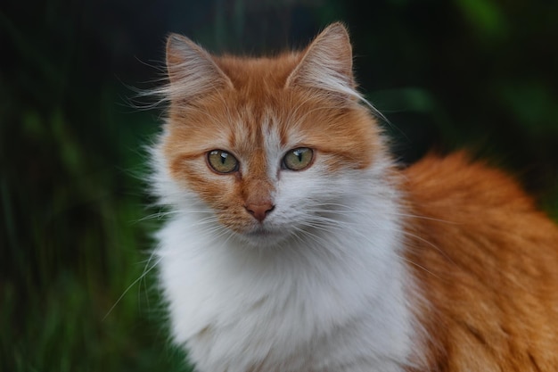 Ritratto di un gatto lanuginoso bianco dai capelli rossi su uno sfondo verde scuro