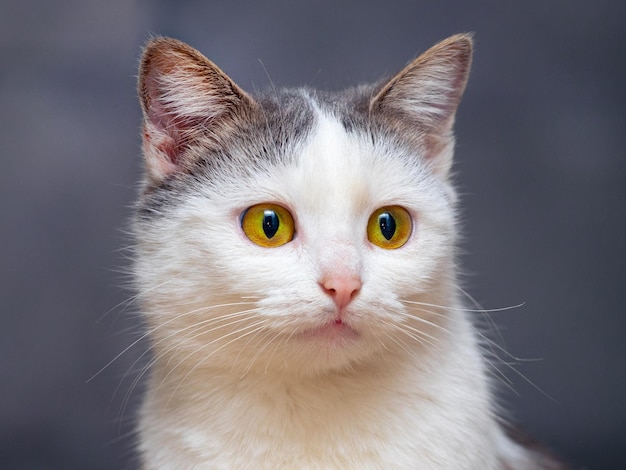 Ritratto di un gatto maculato bianco con uno sguardo attento su uno sfondo scuro