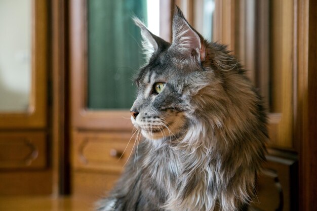 Ritratto di un gatto Maine Coon argento Stile di vita dell'animale domestico